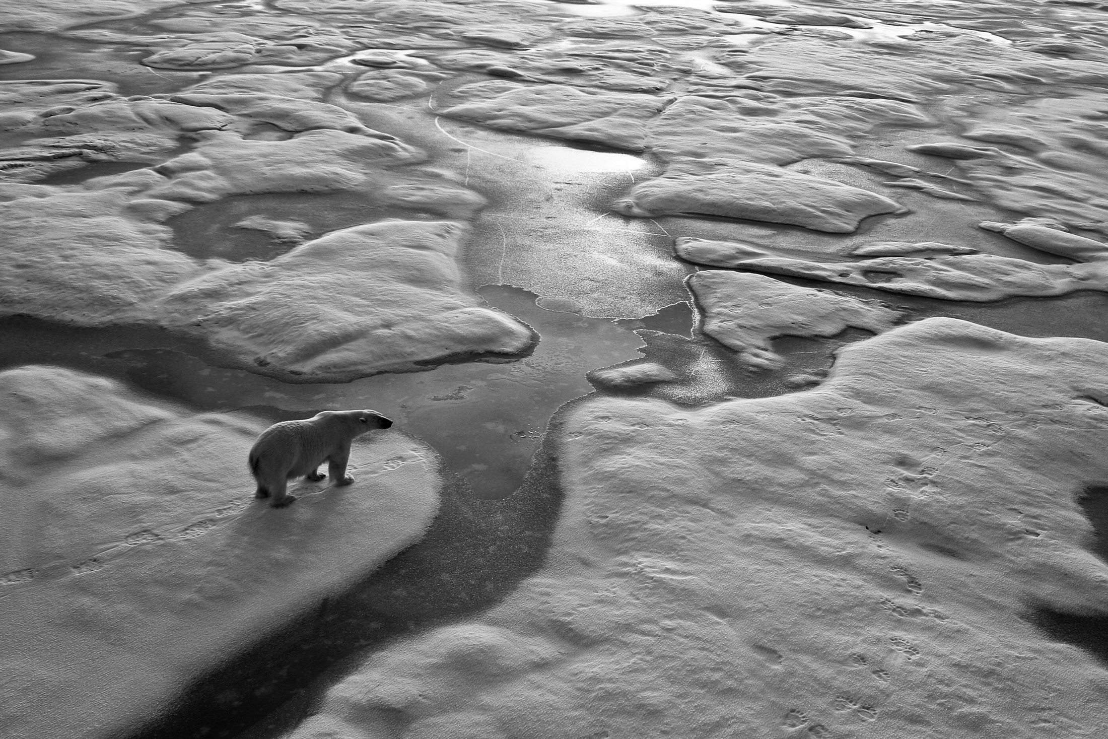 polar-bear-bw.jpg