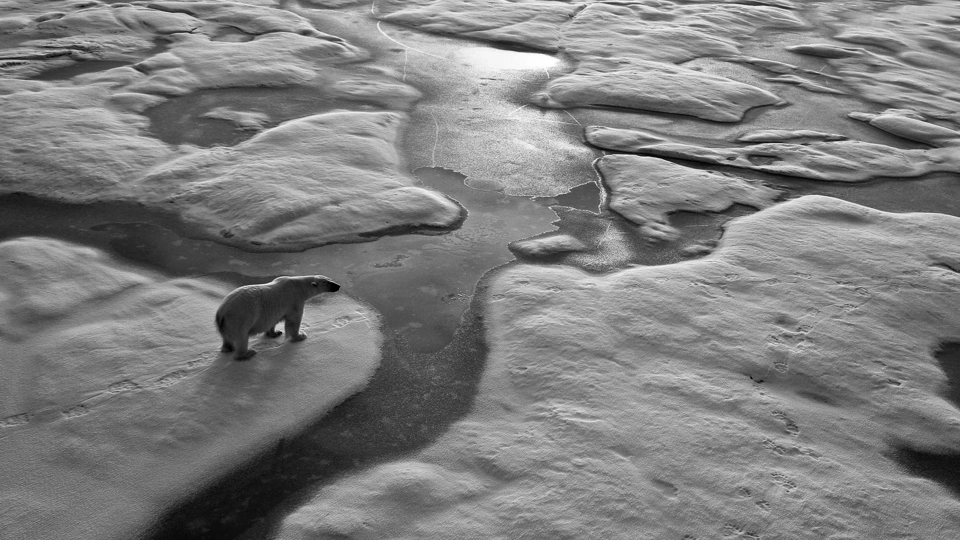 polar-bear-bw.jpg