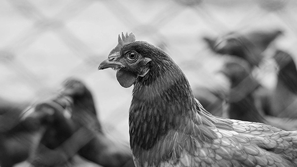 broiler-chicken.jpg