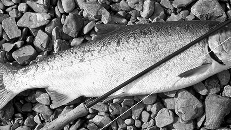 salmon-cases-or-presentations.jpg